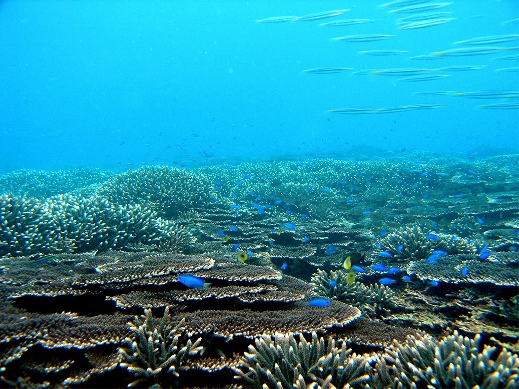 サンゴ礁