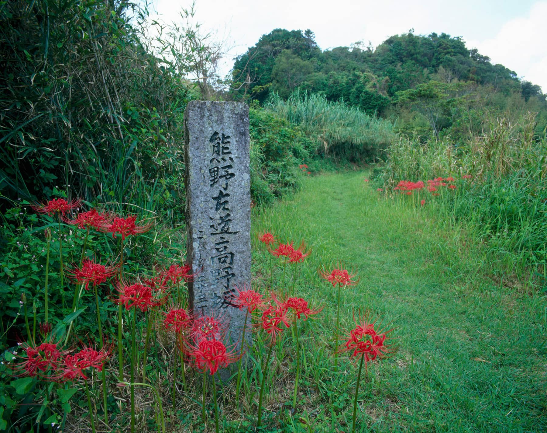 高野坂