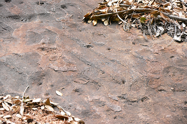 Current Ripple Marks in Goshonomoto