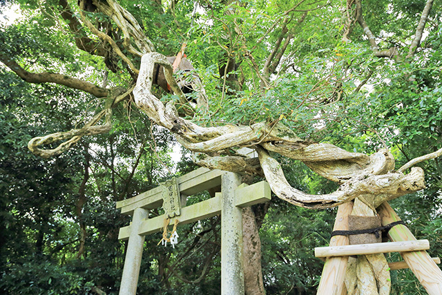 田中神社の森