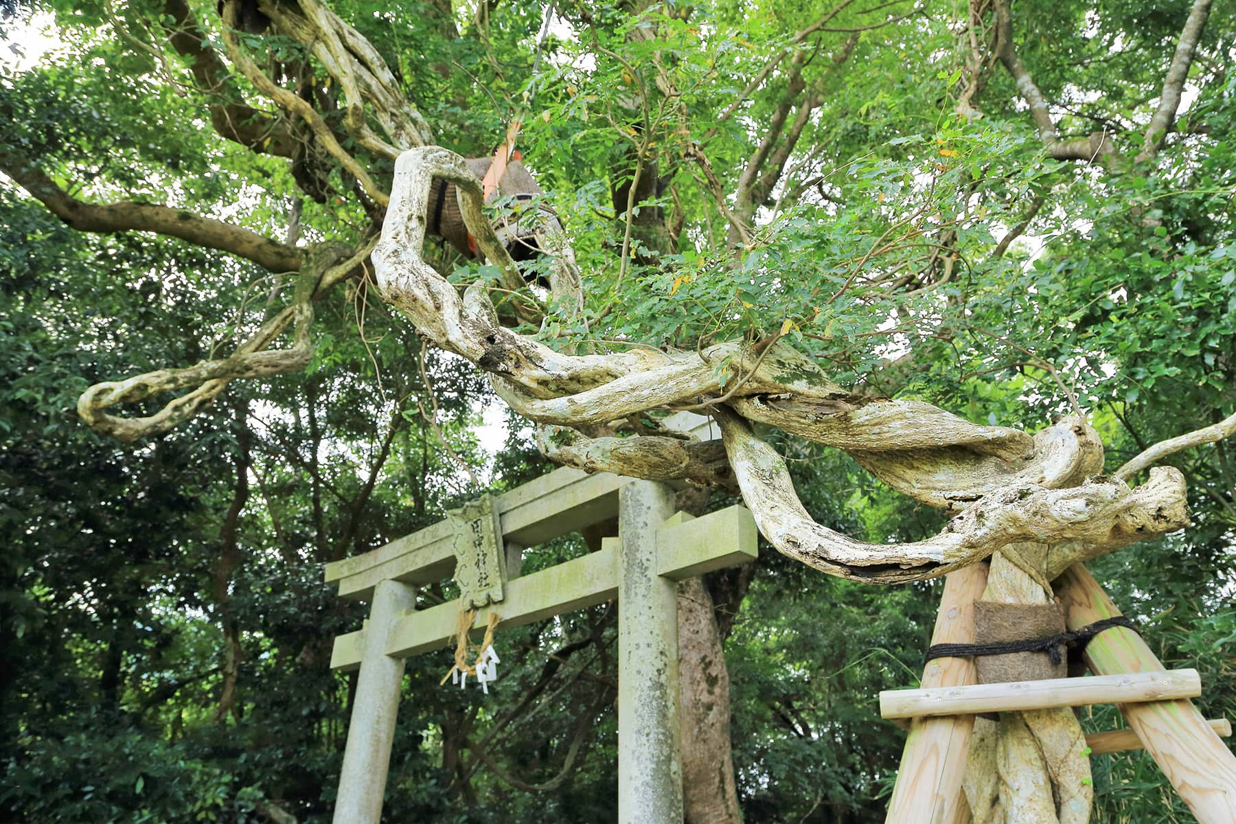 田中神社の森