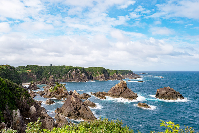 海金刚